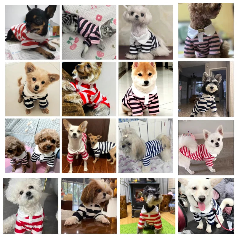 Summer Polo Shirt For Dogs Bichon Frise Chihuahua Stripe Vest